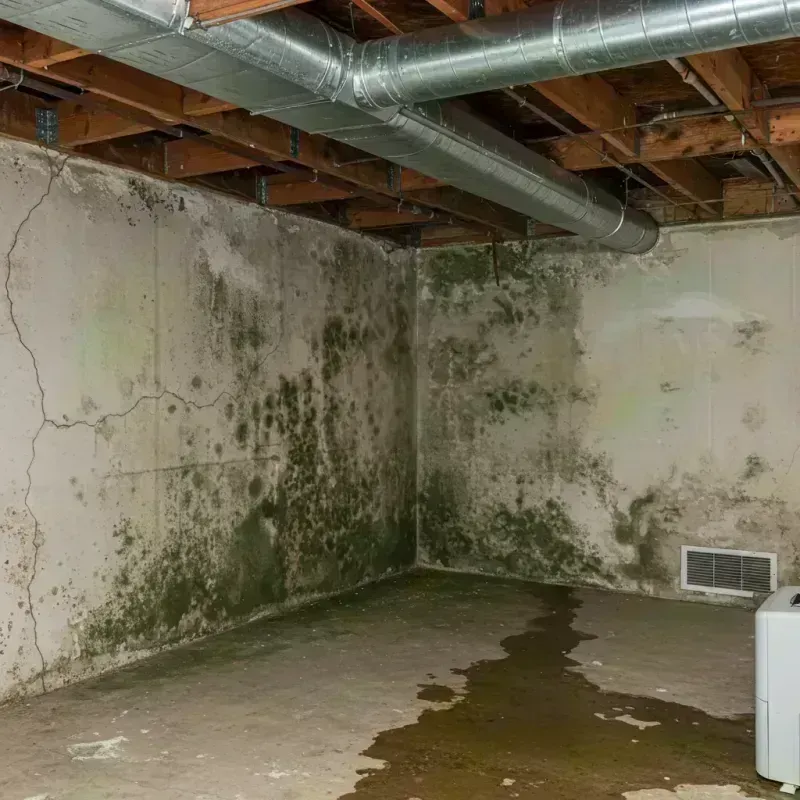 Professional Mold Removal in Skippack, PA